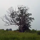 شجرة الشيطان: اللعنة التي أرعبت نيوجيرسي