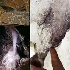 شعر الكهوف : خيوط تنمو من الصخر وأسرار تركها الموتى في الأعماق