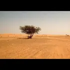 تائهان في بادية الأنبار