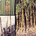 نبات البامبو واللغز الكوني الذي عجز العلم عن حله