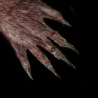 يد تعبث تحت السرير