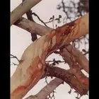 Bleeding Trees