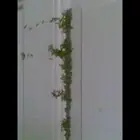 رسالة مجهولة تحملها فراشات