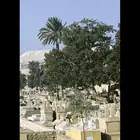 ضوء غامض على أحد اشجار المقابر