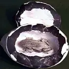 حي ومحفوظ في الحجر والشجر