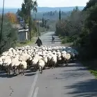 الراعي اليوناني ويده الشافية