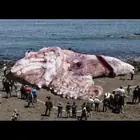 حقيقة صورة الحبار العملاق