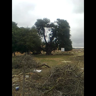 تحيط بالمنزل والتلة مجموعة كبيرة من أشجار السنديان الموغلة في القدم منذ مئات السنين