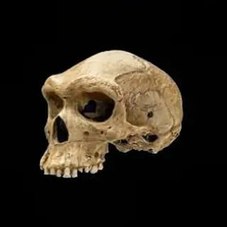 إنسان نياندرتال - سفر عبر الزمن