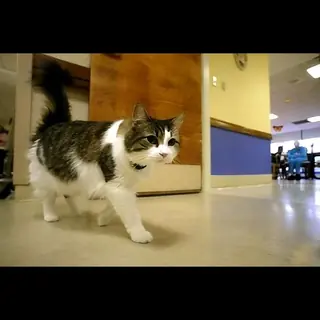 القط أوسكار - يتنبأ بالوفاة