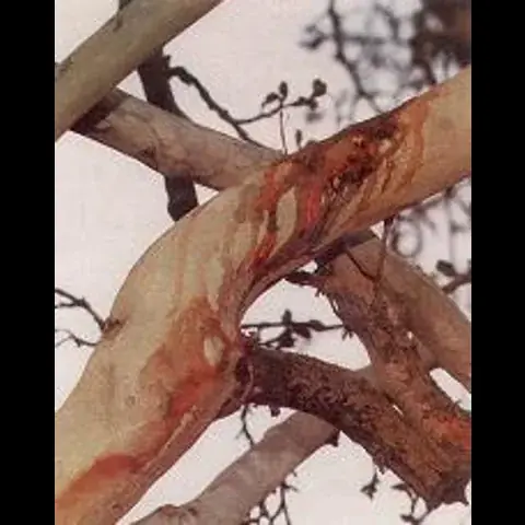 Bleeding Trees