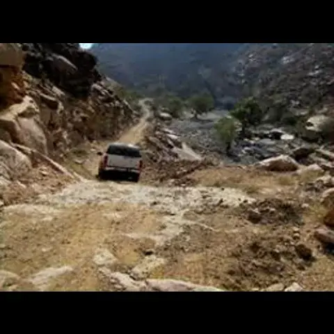 بين الأحراش