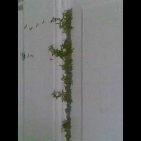 رسالة مجهولة تحملها فراشات