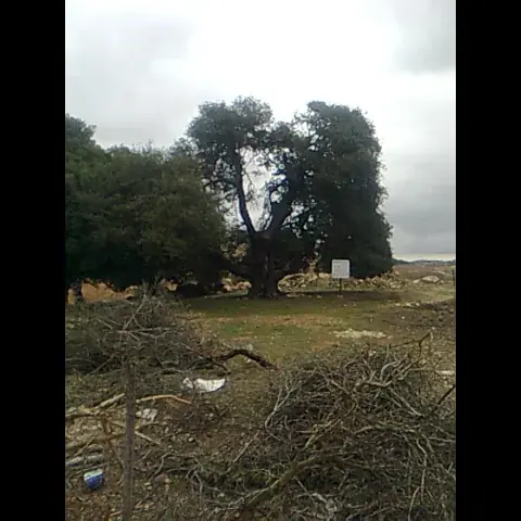 تحيط بالمنزل والتلة مجموعة كبيرة من أشجار السنديان الموغلة في القدم منذ مئات السنين