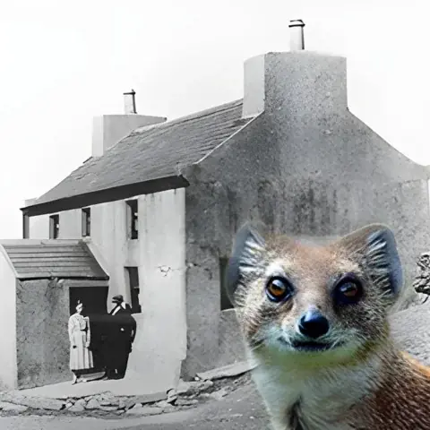 النمس المتكلم