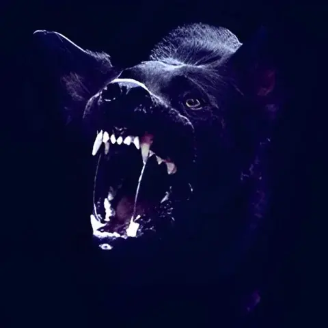 كلب اسود - رسائل تحذير - نباح