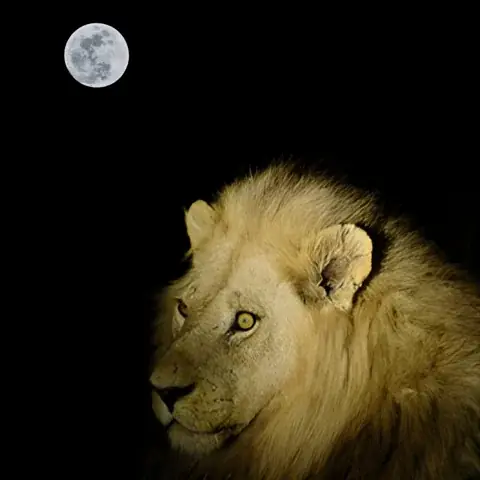 الأسد - اكتمال القمر - البدر