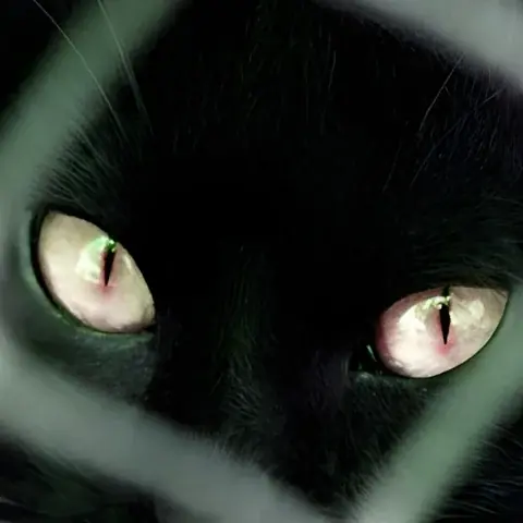 شبح القطة - قصة قصيرة