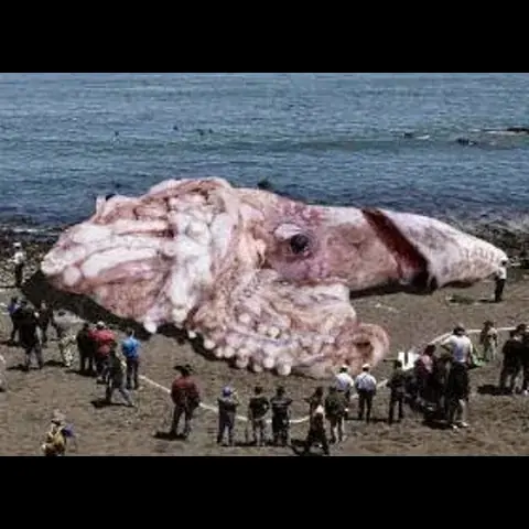 حقيقة صورة الحبار العملاق