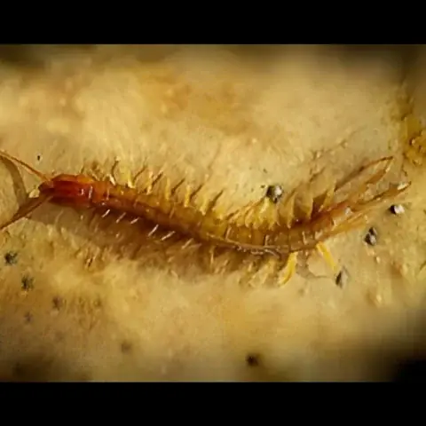 مس شيطاني - طفيلي