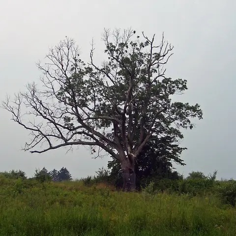 شجرة الشيطان في ولاية نيوجرسي