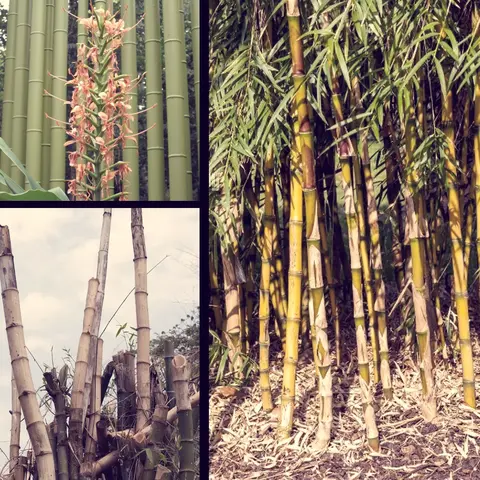 نبات البامبو واللغز الكوني الذي عجز العلم عن حله