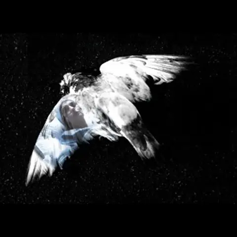 قدر ساقه طير