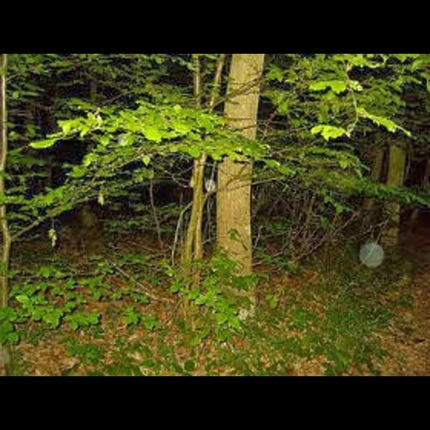 غابات مسكونة 4 : غابة ديرينغ