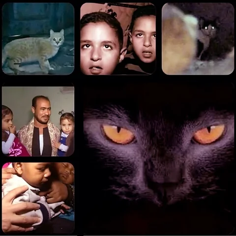 التوأم القطط