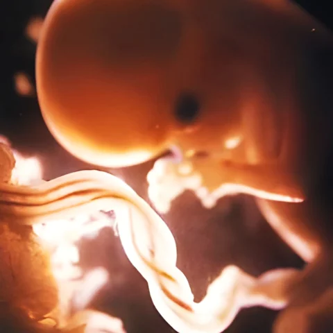 خرافات الحبل السري