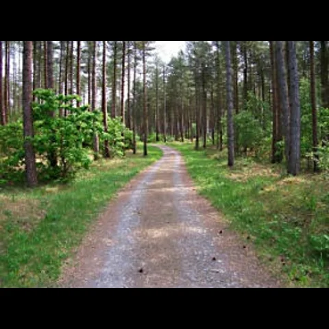 غابات مسكونة 6 : غابة بيمبراي