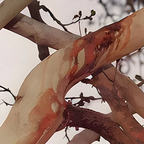 نزيف الأشجار في ذكرى عاشوراء