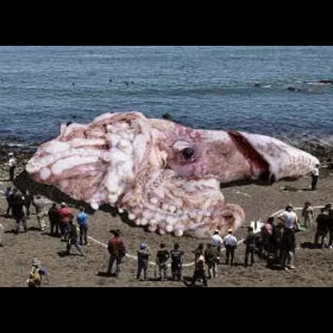 حقيقة صورة الحبار العملاق