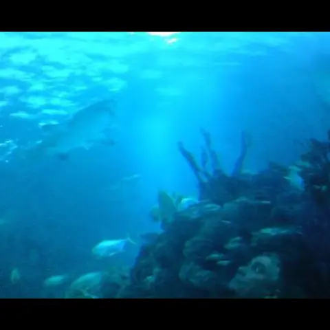 رأس شبح أسفل حوض الإكواريوم