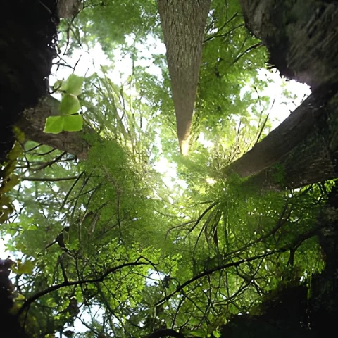 هل للنبات وعي ؟ اكتشف حقائق علمية ومعتقدات من ثقافات العالم