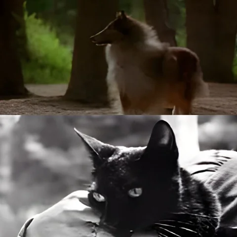 قدرة الحيوانات على العودة بعد ضياعها