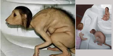 مسخ الفتاة العمانية