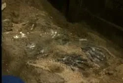 البقايا البشرية التي عثر عليها في فناء منزل عائلة هاني