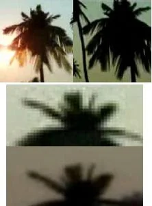 لاحظ تطابق ذرى سعف النخيل الذي كشف الخدعة بين فيديوهين منفصلين