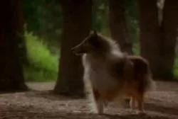 الكلبة ليدي التي عادت بعد ضياعها